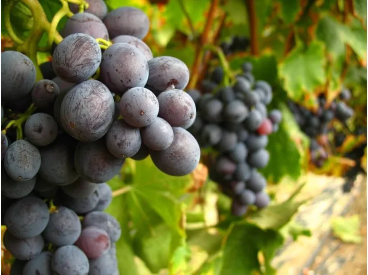 Uva rossa matura