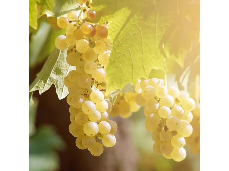 Varietà di uva baresana