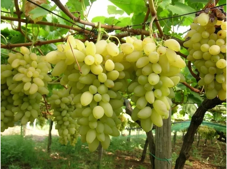 Uva pizzutello bianco