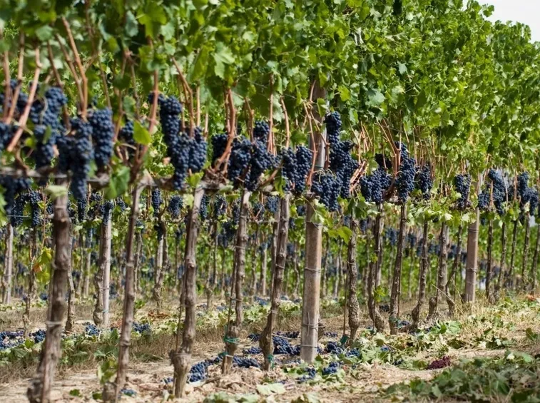 Grappoli d'uva nera su vigna a schieraFoto dal sito: https://consulenzaenologica.wordpress.com/