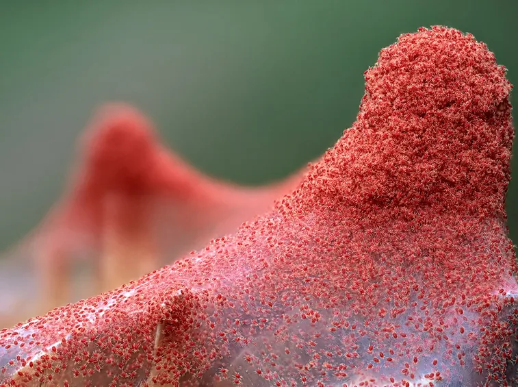 Ragnetto rosso