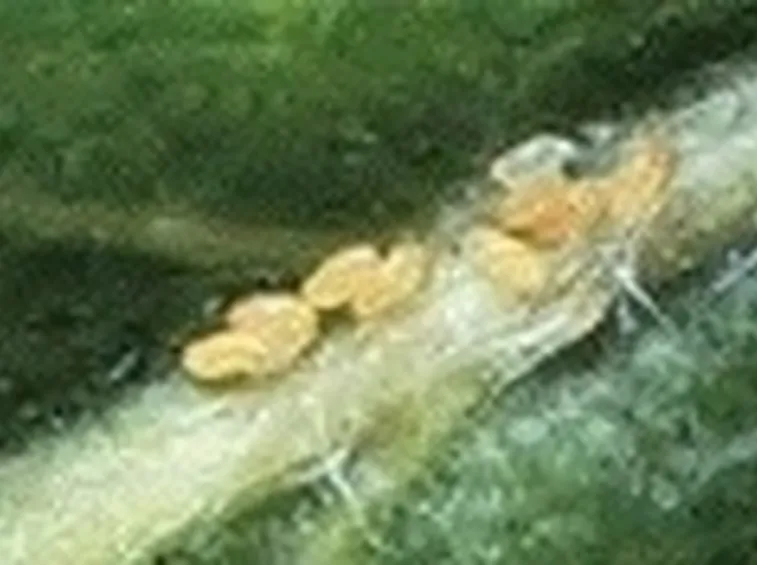 psilla