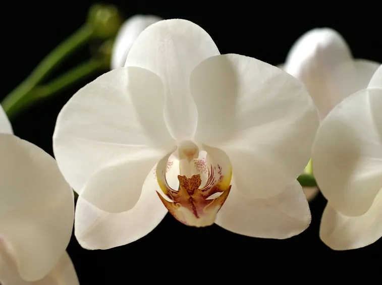 fiore orchidea