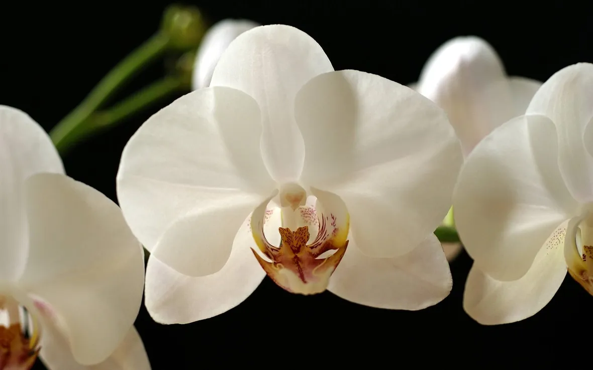 fiore orchidea
