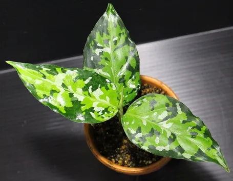 Aglaonema pictum