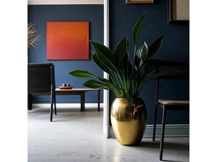 Aspidistra elatior