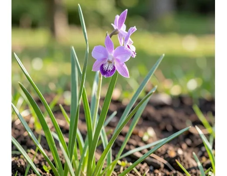 Bletilla in giardino