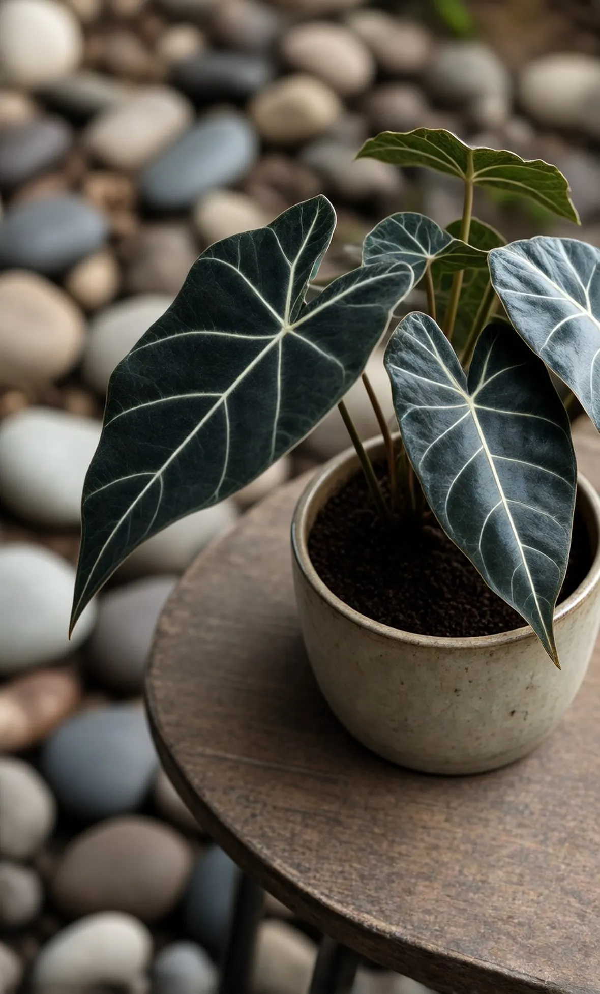 Alocasia