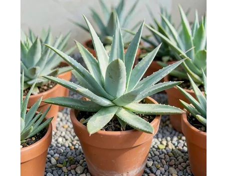 aloe