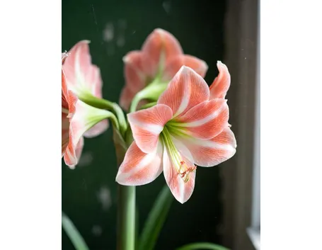 amaryllis 