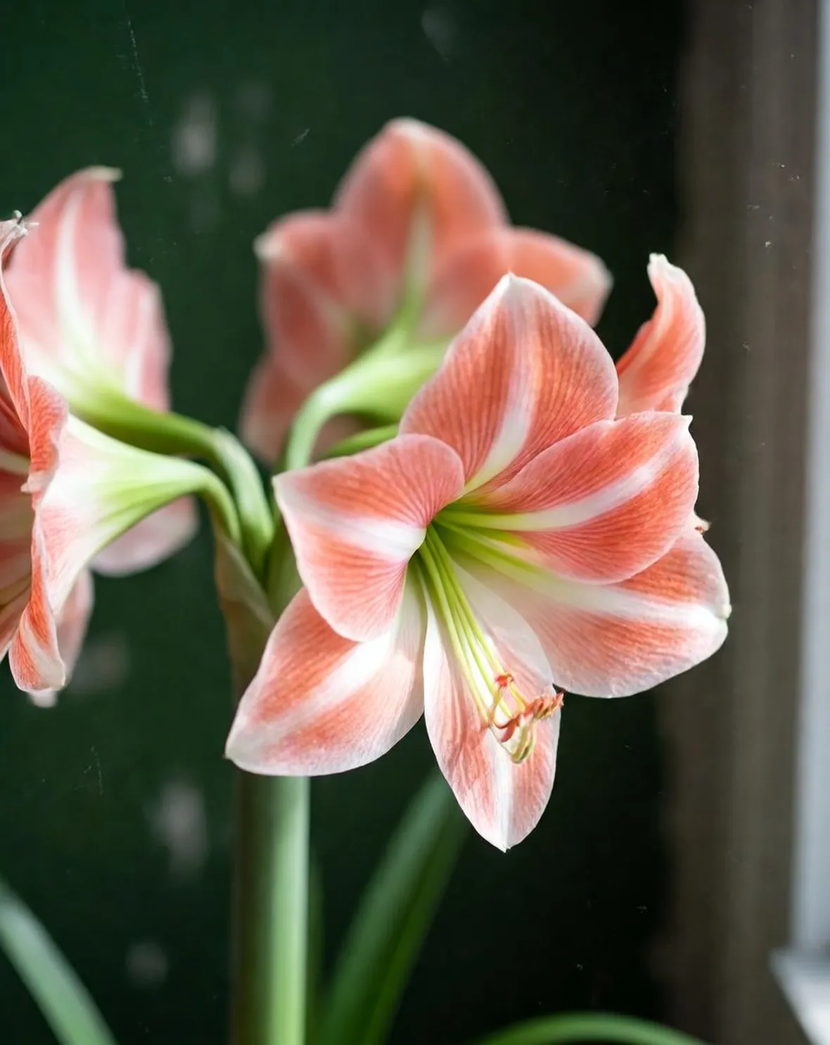 amaryllis 