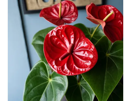 Anthurium