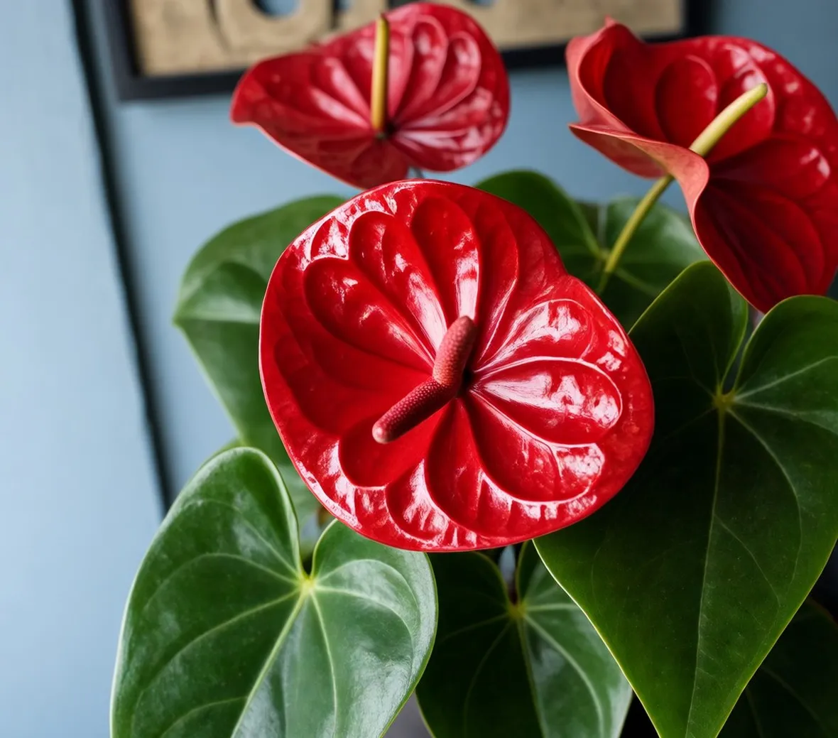 Anthurium