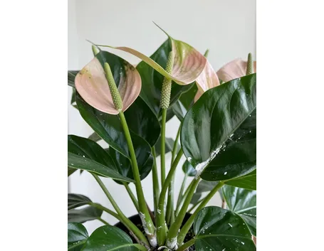 Anthurium fiori