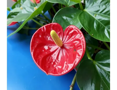 anthurium
