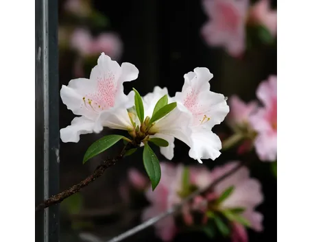 azalea