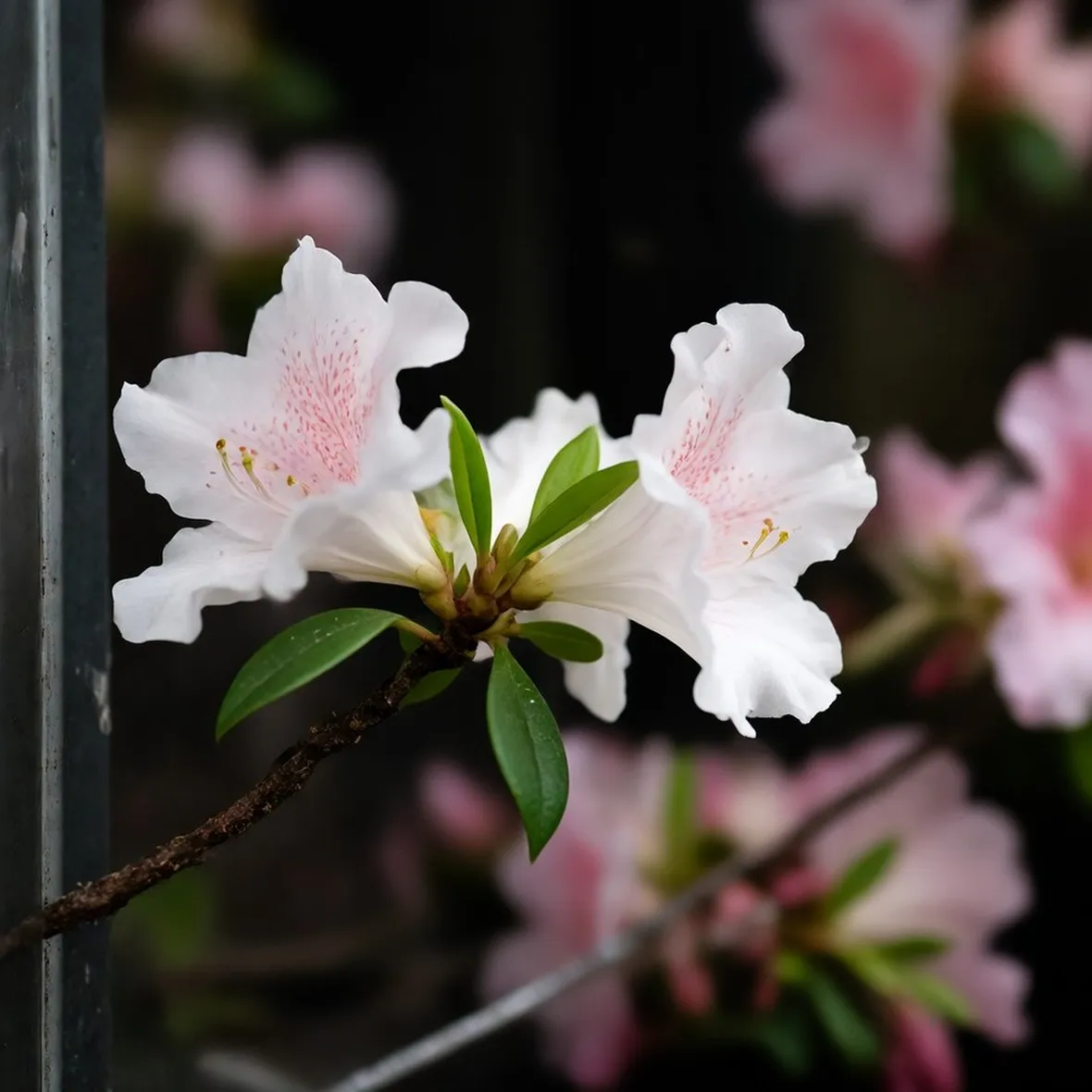 azalea
