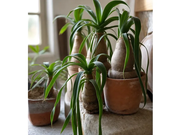 Beaucernea recurvata
