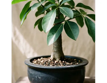 bonsai ficus