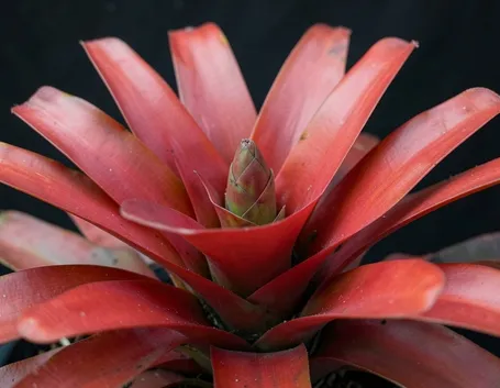 Bromeliacea