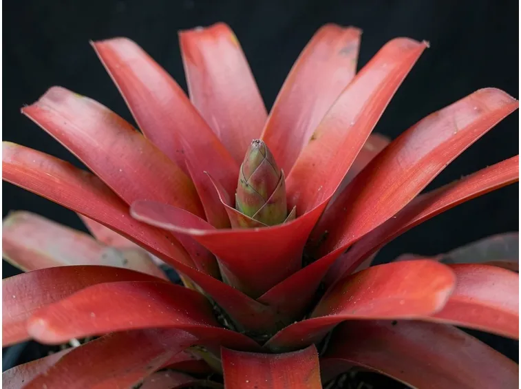 Bromeliacea