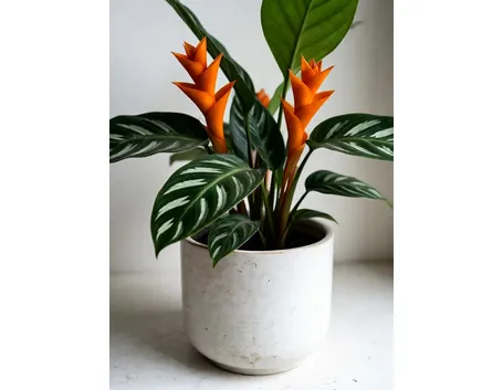 Calathea