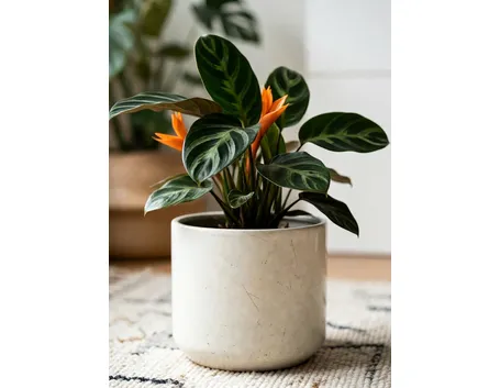 calathea crocata