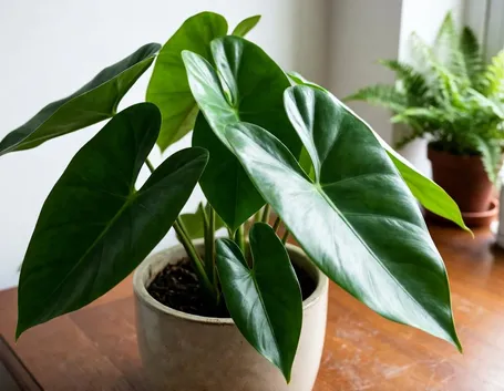 Colocasia foglie