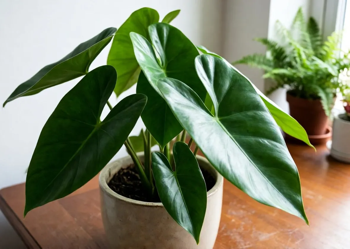 Colocasia foglie