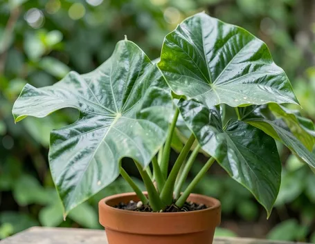 colocasia