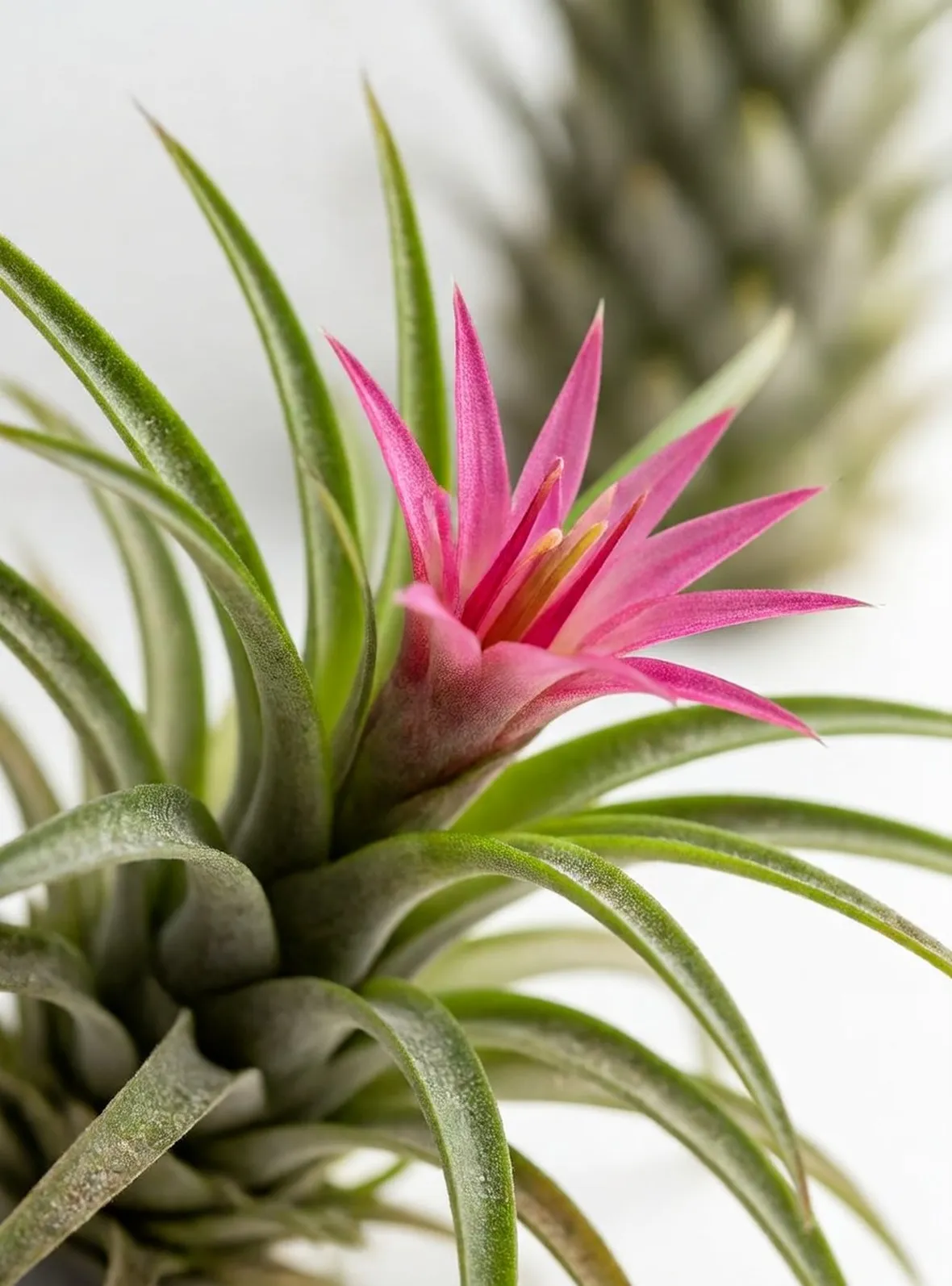 tillandsia