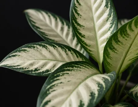 Dieffenbachia