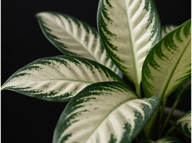 Dieffenbachia