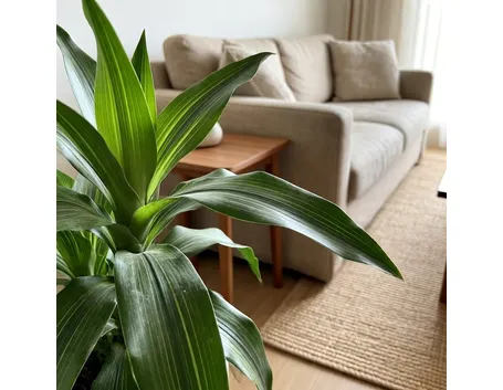 dracena indivisa