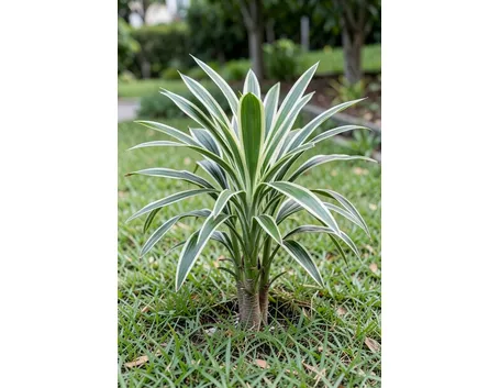 Dracena