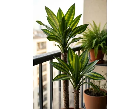 Dracena