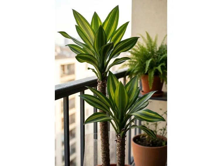 Dracena