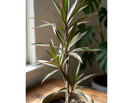 dracena
