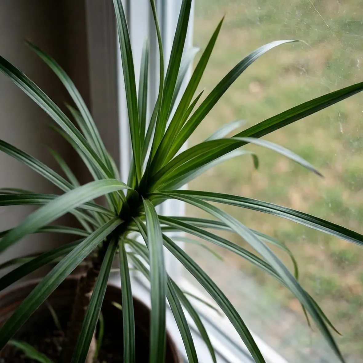 dracena