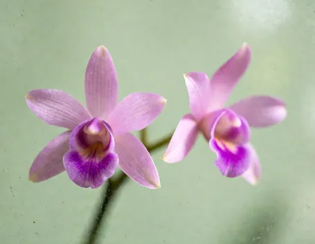 Dendrobium