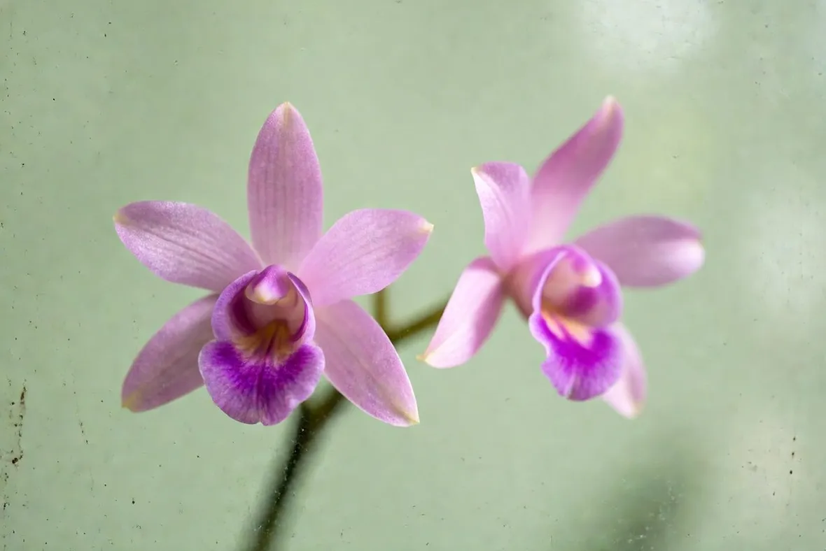 Dendrobium