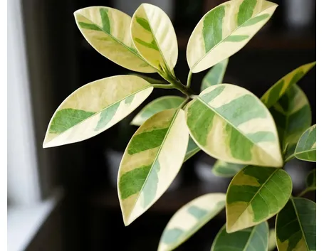 ficus benjamina