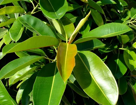 Ficus elastica