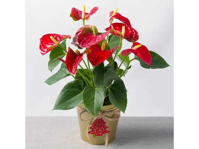 anthurium