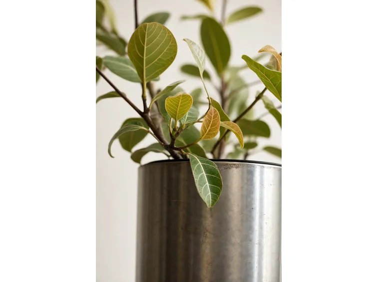 Ficus