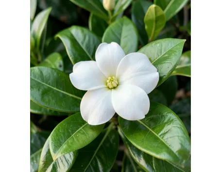 Gardenia