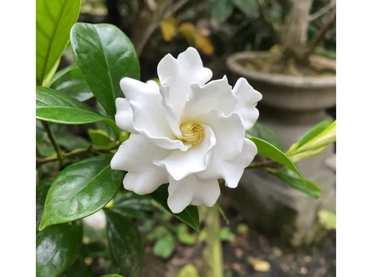 Gardenia fiore