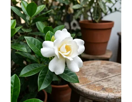 Gardenia