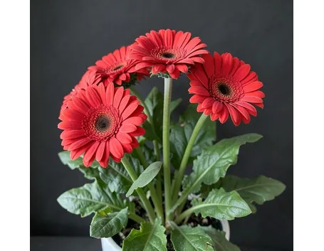 gerbera