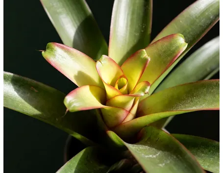 bromeliacea